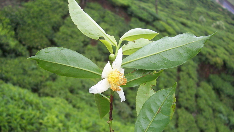 Camellia_sinensis_flower_tea 16×9