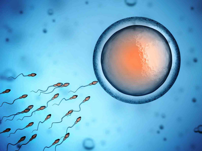 fertilization_aaradhyafertility.com