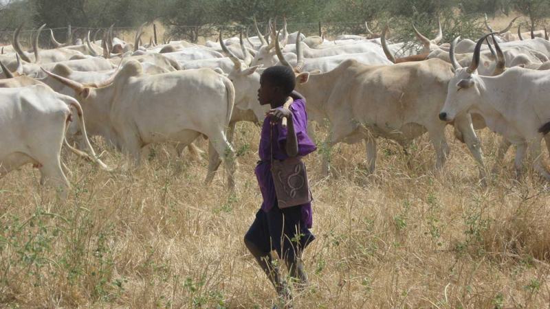 fulani_herder_cows_resize