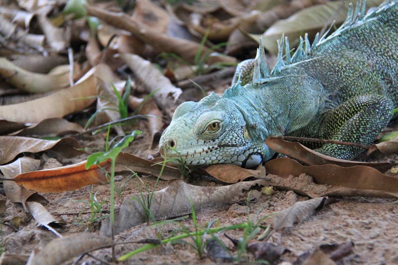 Un’iguana. Foto Paolo Moiola.