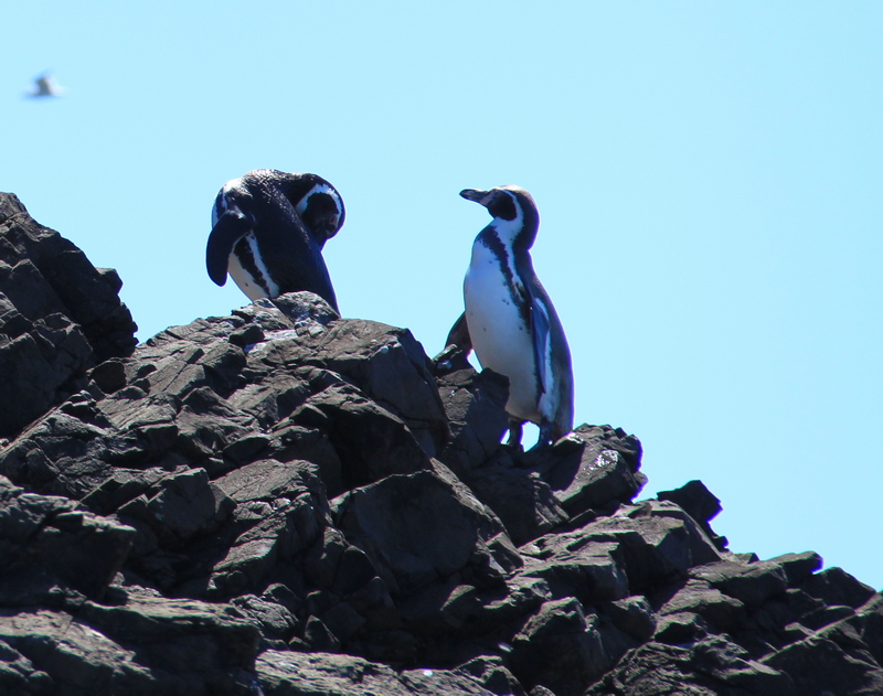 Isola di Chiloé, pinguini (foto Paolo Moiola).