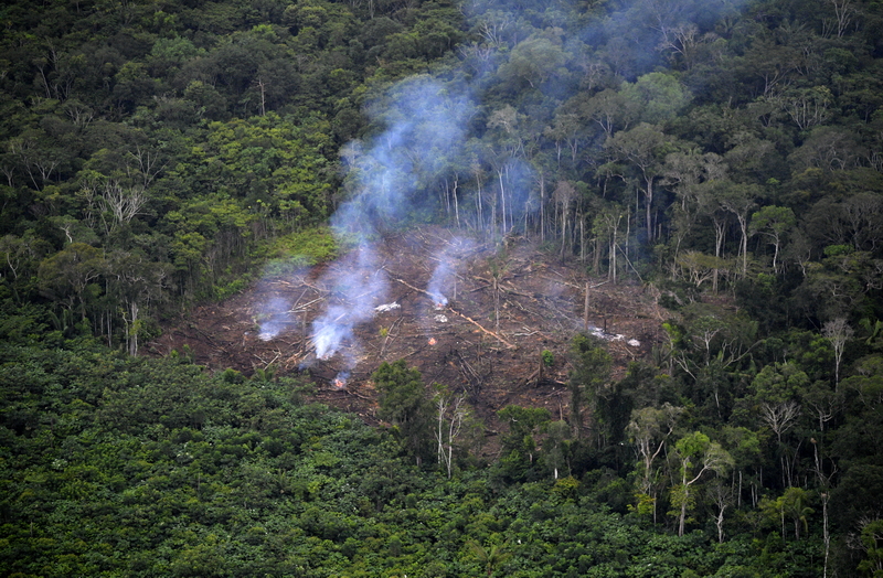 COLOMBIA-CONFLICT-DEFORESTATION-COCA GROWERS