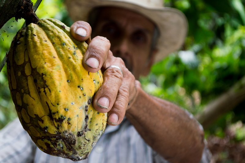 Raccolta del frutto del cacao («cabossa»). Foto Elias Shariff Falla Mardini.
