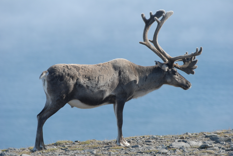sommario-renne-Norway-Nordkapp-Reindeers-Photo ©Piergiorgio Pescali (33)_resize