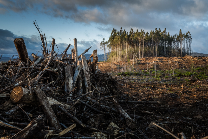 Deforestazione. Foto Matt Palmer – Unsplash.