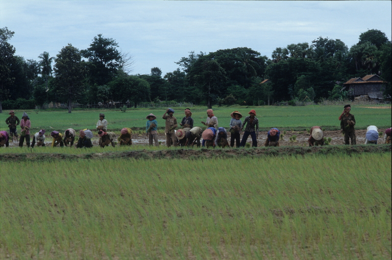 Coltivazione del riso in cambogia. Foto Piergiorgio Pescali.