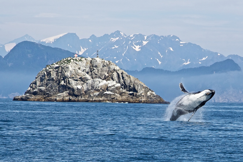 Humpback Whale_KenaiNationalPark_photoNPS Photo – Kaitlin Thoresen__resize