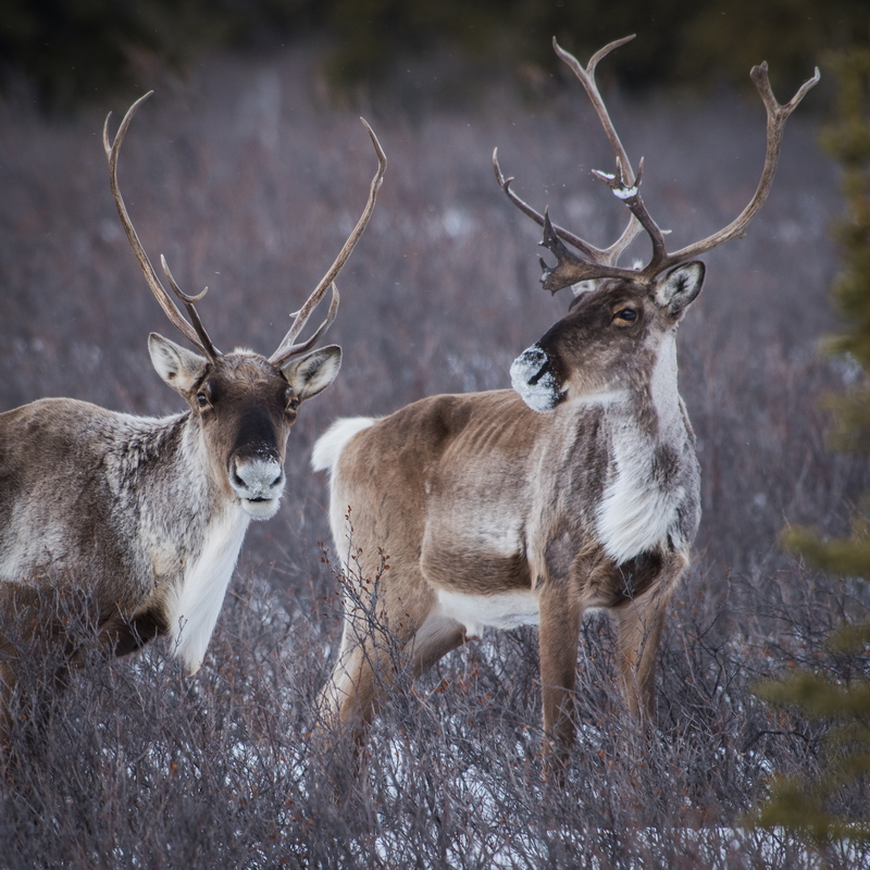 caribou-DenaliPark_photo-NPS – Kent Miller_resize