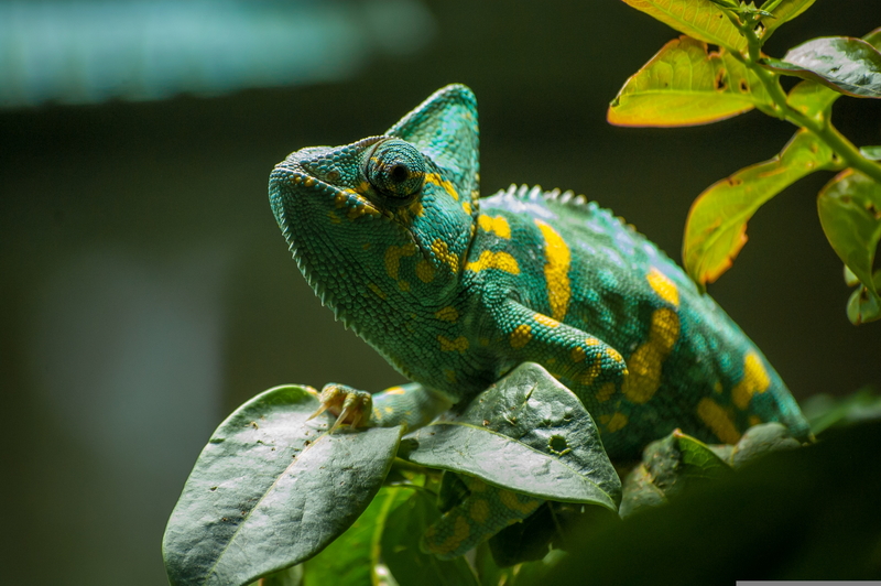 Un esemplare di camaleonte. Foto AQagraphy – Pixabay.