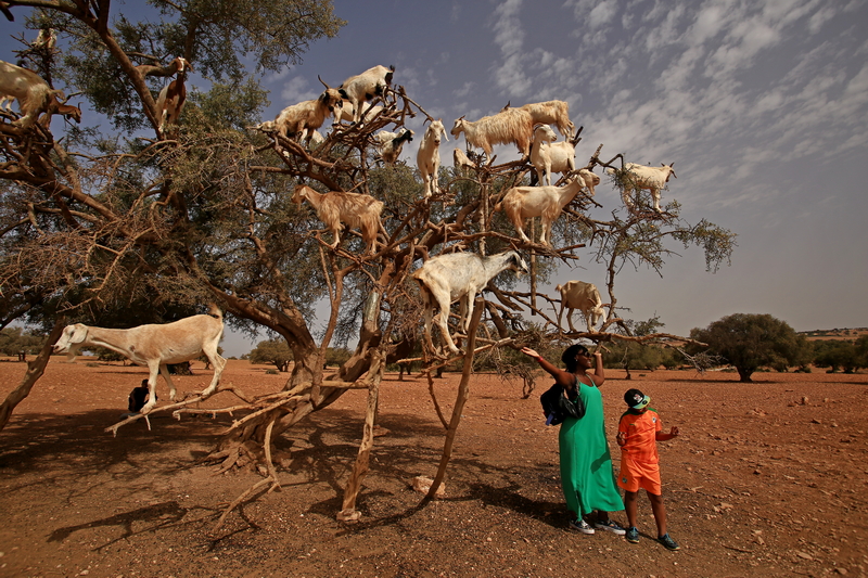 capre_Morocco-Argan Tree and goats-Photo ┬®Piergiorgio Pescali (13)_resize
