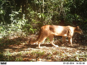 Puma concolor (Foto Richard)