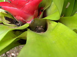 anuro in bromelia (Foto Curletti)