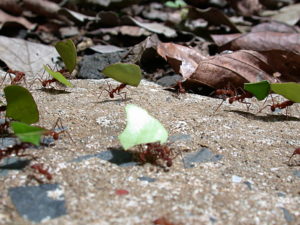 Atta formiche tagliatrici di foglie (Foto Curletti)