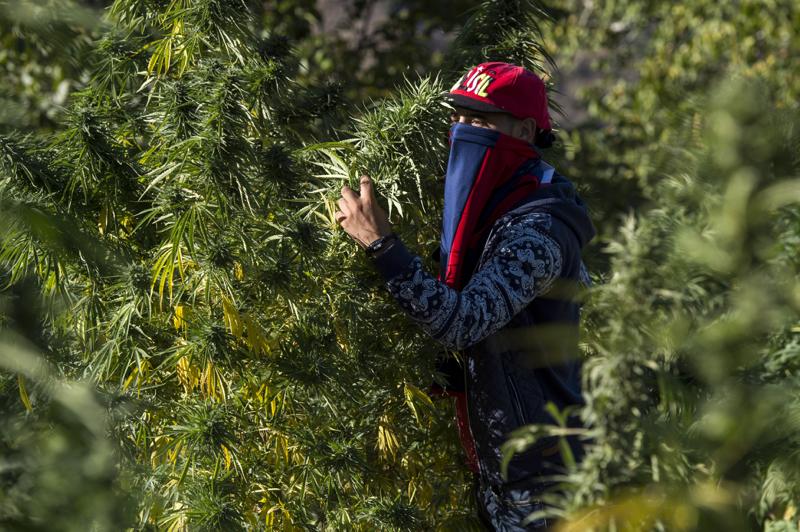 MOROCCO-TOURISM-DRUGS-CANNABIS
